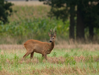Rehbock auf einer Wiese