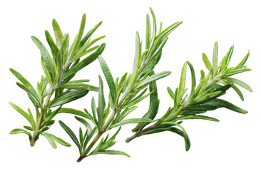 Obraz premium Close-up of fresh rosemary sprigs (4)