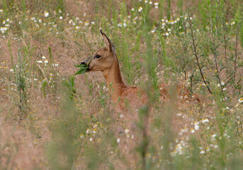 Ricke im hohen Gras einer Wiese