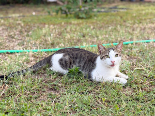 White and tabby cat lying in grass looking directly at camera. Domestic pet, nature and relaxation represented through outdoor lifestyle, greenery and animal presence.