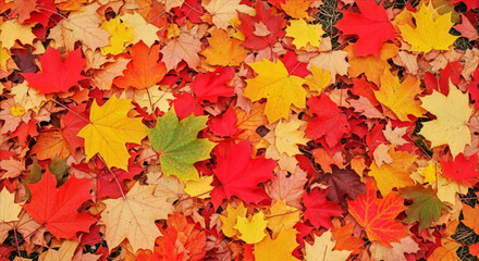 A vibrant display of autumn foliage featuring a carpet of colorful maple leaves in various shades and hues