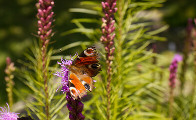 Peacock butterfly on a purple flower of a plant in the park. Butterfly on a flower. Blurred background. Park with wild plants. Summer season in the park. Beauty of nature.