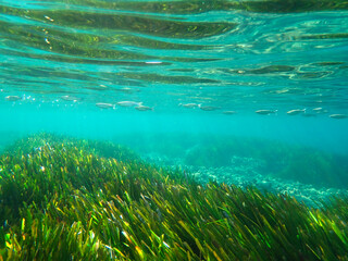 Dark blue ocean surface seen from underwater. Abstract waves underwater and rays of sunlight shining through, Sun light rays undersea deep, Underwater background with sea bottom, Mediterranean sea.