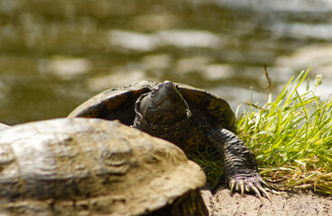 Group of water turtles resting on a wooden log by a pond. Turtles grouped together on a wooden log by the water. Freshwater turtles in a group.