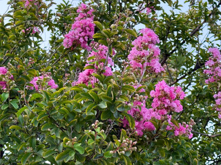 Tree with bright pink flowers blooming against blue sky background. Nature, season and beauty represented through flora, landscape and environmental freshness.