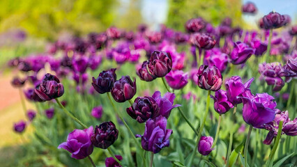 Beautiful summer Tulips floral colourful spring tulip bunch, Natural background flowering landscape background,  Golden yellow flowers blooming in a garden, A symphony of colors unfolds as tulip field