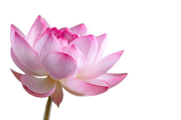 Fototapeta premium Close-up of a delicate pink lotus flower. Soft petals, pale pink center, deep pink edges. Stem visible