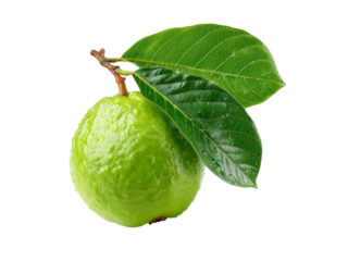 Fresh green guava with dew drops and leaves isolated on black, Isolated On white, Png Transparent