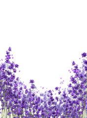 Naklejka premium Purple lavender blossoms form a circular frame against a black background