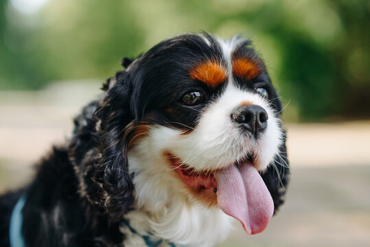 black and white Cavalier King Charles Spaniel dog sitting on green grass in park, close up view of head, warm sunny summer day, dogwalking concept