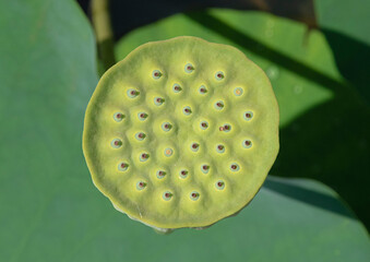 Nelumbo nucifra gaertn
