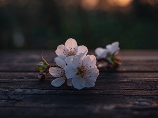 Blossoms at Dusk, Whispers of Spring. A Study in Light and Texture on Aged Wood.