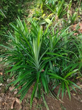 Fresh Green Rampe Plant (Pandan Leaves) Growing in Garden
