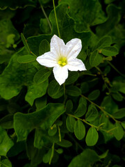 White Star-Shaped Wildflower with Green Leaves