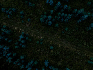 Top Down Arial View Scandinavian