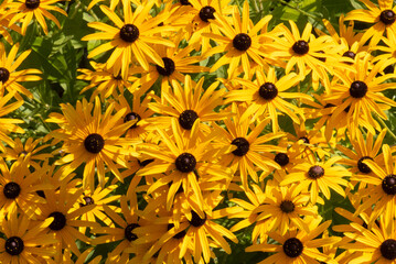  Rudbeckia fulgida Aiton,