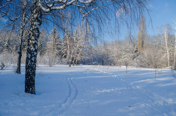 Obraz premium Serene winter landscape featuring snow-covered trees and trails
