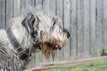 magnificent grey Irish Wolfhound dog standing on green grass in summer, dogwalking concept