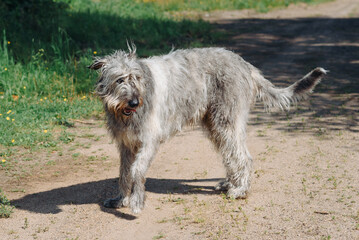 magnificent grey Irish Wolfhound dog walking on green grass in summer, dogwalking concept