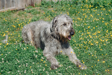 magnificent grey Irish Wolfhound dog lying on green grass in summer, dogwalking concept