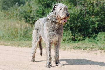 magnificent grey Irish Wolfhound dog standing on green grass in summer, dogwalking concept