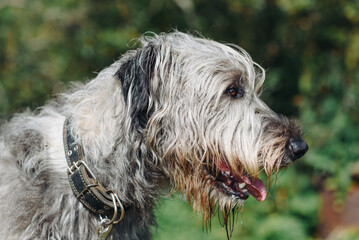 magnificent grey Irish Wolfhound dog standing on green grass in summer, closeup view of head, dogwalking concept