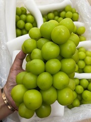Close-up of a hand holding a bunch of green Shine Muscat grapes.