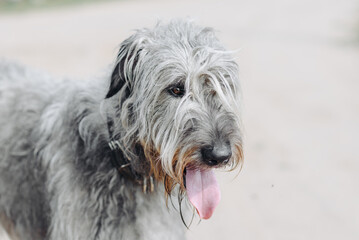 magnificent grey Irish Wolfhound dog walking on footpath in summer, close-up view of head, dogwalking concept