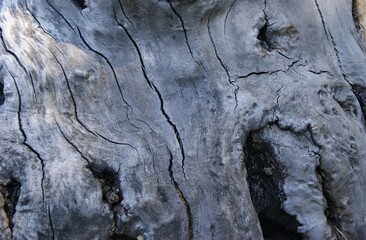 Close-up of weathered tree bark with deep cracks and organic textures, showcasing natural aging and intricate wood grain patterns.