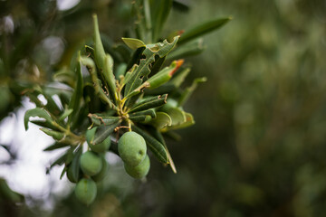Green olive on a tree branch close-up