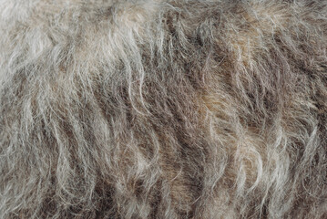 grey Irish Wolfhound dog fur texture, closeup view, macro photo, abstract background