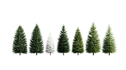 Obraz premium Eight Evergreen Trees, Winter Forest Collection, Isolated on Transparent Background, Christmas Trees, Pine Trees, Conifers