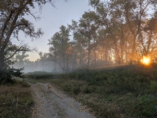 Fog in the field on the river and in the forest