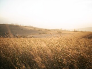 Obraz premium Golden Meadow. Warm Light and Whispering Grass in a Field of Serene Beauty.