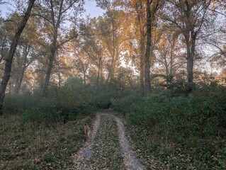 Fog in the field on the river and in the forest