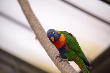 Regenbogenlori (Trichoglossus moluccanus) – bunter Papagei auf einem Seil