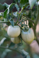 close up of green tomatoes growing in a garden