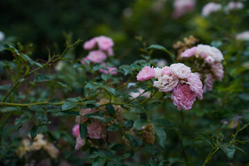 Obraz premium flowers of rose baylando floribunda