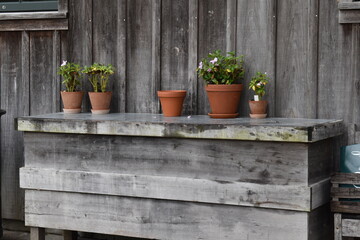 Plants and Flowers on Wooden Ledge in Terracotta Pots
