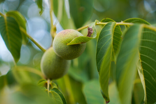 close up of walnut branch with green leaves