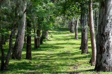 Sunlit dirt path surrounded by tall eucalyptus trees in the peaceful Los Colomos Forest