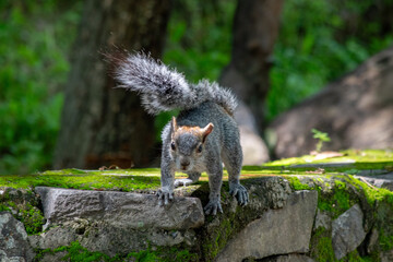 Squirrel looks alert atop forest stone ledge, tail arched above in natural setting