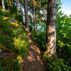 Sun-dappled forest path winds through vibrant greenery to a lake