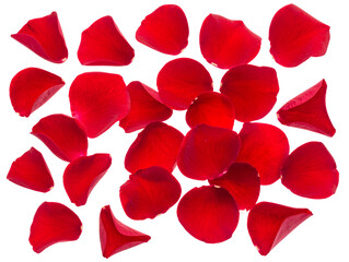  Floating Red Flower Petals in Gentle Breeze, Isolated PNG  