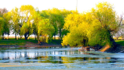 Vibrant weeping willow trees reflect in calm water, creating a stunning natural landscape scene.