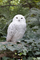 Vertical close up of a snowy owl (white owl or polar owl) with piercing eyes and beautiful white feathers sitting in a tree