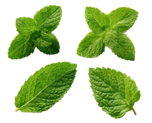 Four vibrant mint leaves, arranged in a grid pattern against a black background.  Each leaf displays a distinct shape and texture, showcasing the rich green color and detailed leaf veining