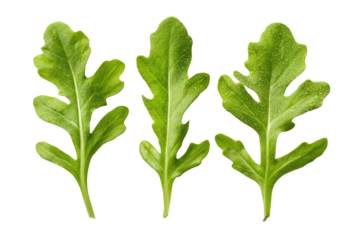 Three vibrant green leaves, slightly overlapping, with a defined edge, against a stark black background
