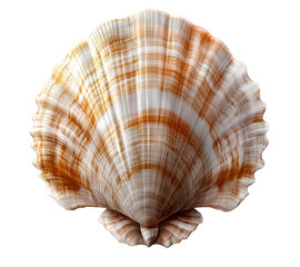 Obraz premium a single realistic shell icon, light brown color isolated on a transparent background.