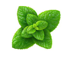Close-up of vibrant green mint leaves arranged in a rosette pattern